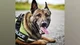 Police K9