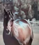 Arabian horse