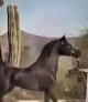 Arabian horse