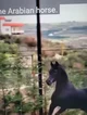 Arabian horse