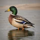 Quack The Duck