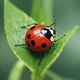 Lily Ladybug