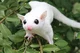 Flying Squirrel 