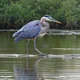 Heron Brothers