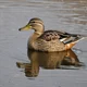 Kiki Mallard