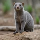 Mongoose Triplets
