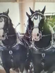 Cart horses