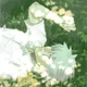 Kakashi Hatake