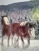 Draft horses