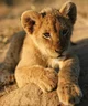 Lion cub