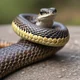 Coiling snake