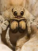 Pet Spider