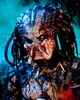 Predator 