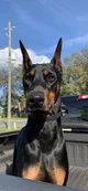 The Doberman