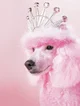 Poodle Princess