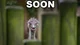 SOON