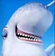 Nikki The Narwhal 