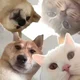 COD GroupChat