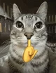 Mogg cat