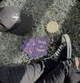 nico di angelo