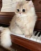 Mimi -Your She-Kitty
