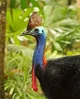 Southern Cassowary