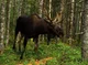 Moose