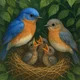 Bluebird family 