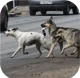 Stray dog pack
