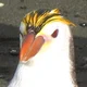 Royal penguin