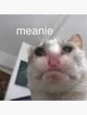 Meanie Cat