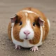 guinea pig