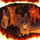 WARRIOR CATS RPG