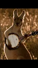 Kangaroo Dude