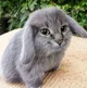 Cabbit