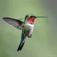 Humming Bird