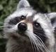 raccoon