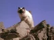 Sassy the Cat