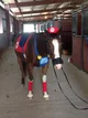 Horse Mario