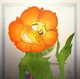 Cagney Carnation