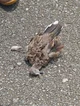 Dead Bird