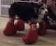 Boxing Dog RP