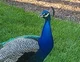 Peacock Rp 