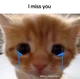 Kitty cat
