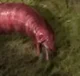 Meat Snake