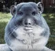 Wise Chinchilla