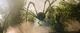 Mother Longlegs