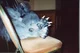 Smelly werewolf feet