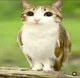 Meowl