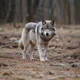 Trainee wolf